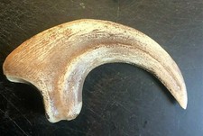 9 INCH RAPTOR CLAW JURASSIC DINOSAUR FOSSIL BONE REPLICA TALON RELIC UTAHRAPTOR picture