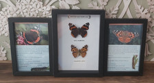 Taxidermy Real Framed British Butterflies Educationll Wooden Box Frame New picture