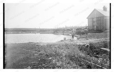 Salem Massachusetts c.1900 Baker's Island Pond Cows Standard Postcard picture