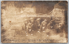 c1908 RPPC Puppy Dogs by Briefcase Do Well In STANLEY COUNTY SD ANTIQUE Postcard picture