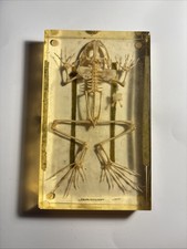 Vintage Antique Bullfrog Skeleton in Resin, Frog Skeleton Specimen Oddities picture