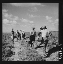 Photo:Homestead Florida FL 1930s Farm Workers Carrying Baskets in Field picture