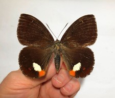 CASTNIA(VADINA/Amauta ) HODEEI KRUEGERI*****RAR male******ECUADOR picture