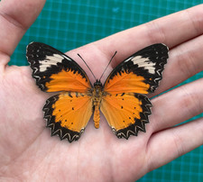 Orange Butterfly Taxidermy 4Pcs Leopard Lacewing Specimens Entomology Collection picture