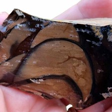 Orbicular Whisky Creek Jasper Rough Chunk  RARE picture
