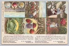 1909 H. W. Buckbee Seeds Advertising Postcard Rockford IL Berries Cabbage picture