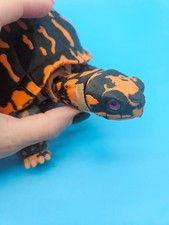 3D Printed Articulated Box Turtle Figurine | Realistic Reptile 5 inch picture