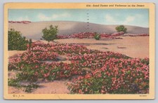 Vintage Linen Postcard Sand Dunes and Verbenas on the Desert C.T. Co. picture