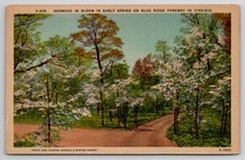 Dogwood in Bloom Blue Ridge Parkway Virginia 1951 Postcard Waynesboro picture