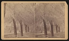 Photo:Aiken SC Park Ave 1900s Tree-Lined Street Stereograph picture