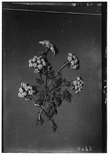 Wild flowers of Palestine,Poison hemlock,Conium maculatum L,Middle East,c1910 picture
