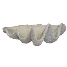 Giant Clam Shell picture