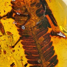 STUNNING LEAF inclusion in Burmese / Burmite amber fossil / 100% genuine  picture