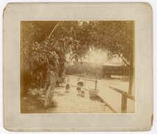 Baby Ostriches at Pasadena California Ostrich Farm Cabinet Card - c1900s Rare picture