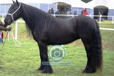 DALES PONY MARE YORKSHIRE DALES ENGLAND 4 YEAR HORSE 4X6 POSTCARD PHOTO picture
