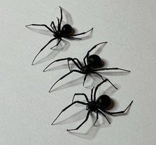 3 Small Wet Specimen Western Black Widow Latrodectus Hesperus Preserved 70% Alc picture