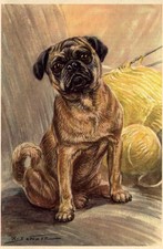 Pug - CUSTOM MATTED Small 5 x 7 - Dog Art Print - German : NEW U picture