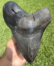 XL 5.59” MEGALODON Shark Tooth Fossil Authentic Shark Teeth Restored picture