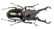 COLEOPTERA, LUCANIDAE, PROSOPOCOILUS GIRAFFA KEISUKEI very large from INDONESIA picture