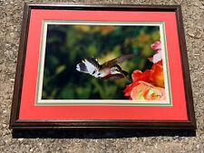 Rob Armstrong HUMMINGBIRD NECTAR PICTURE SIGNED FRAMED MATTED AUTHENTIC ❤️sj10m2 picture