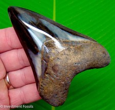 Megalodon Shark Tooth Real Fossil 4.32” BIG XL No Restorations Sharks Teeth picture
