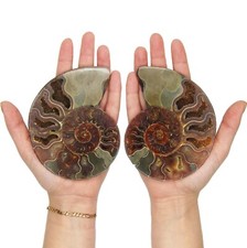 Ammonite X-LARGE extinct shelled cephalopod fossil specimen Madagascar PAIR picture