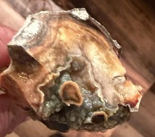 Beautiful Piece Of FLORIDA AGATIZED CORAL🔥STEMS SURROUNDED BY CRYSTALS💥NE FL picture