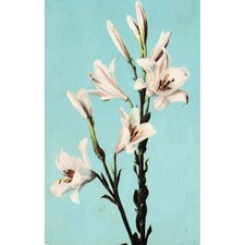 Vtg White Lilies Botanical Floral Postcard 1909 Kunkletown PA Divided Back Poste picture