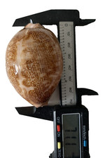 Cypraea Mappa Geographica Sumbaensis ~ 71.1mm RARE BEAUTY picture