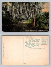 FL-Florida, Road Through The Hammock Spanish Moss Covered Trees Vintage Postcard picture