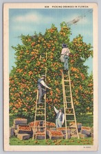 Vintage 1941 Florida Orange Picking Linen Postcard Curt Teich Art-Colortone picture