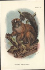 1890 Lloyds Natural History Antique Print of The Grey Gentle Lemur picture