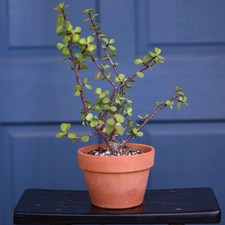 Jade terra cotta tree picture