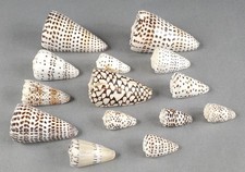 14pc Leopard Cone Conus Leopardus Lot Sea Shells picture