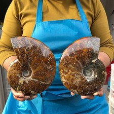 2pcs 3.82LB Natural Tentacle Ammonite Fossil Specimen Shell Healing Madagascar picture