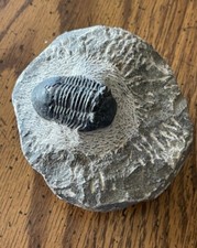 Antique fossil trilobite on matrix picture