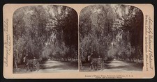 Photo:Riverside California c1898 Avenue of Pepper Trees Stereoview picture