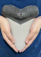XXL Handcrafted Megalodon Tooth Display Replica - Museum Quality Fossil 8.25in picture
