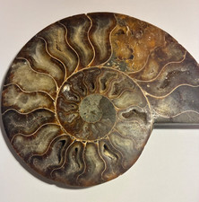Large Polished Ammonite Fossil | Natural History Specimen |~6.5 picture