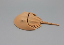 Articulated Horseshoe Crab-3d Printed picture