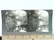 Shadow River Muskoka Canada Stereoview Keystone View Co. 1900s Ontario picture