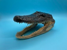 American Gator LG 5 - 6 Inches Genuine Real Documentation Included picture