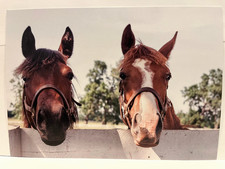 Darby Dan Farm Horse Horse Racing Postcard VisitLex Lexington Kentucky 2024 NEW picture