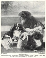 Pekingese 