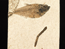 FISH Fossil With a PLANT Branch Fossil Green River Formation Wyoming 306gr picture