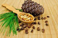 Pinus sibirica seeds, Siberian pine graines, Siberian cedar  picture