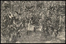 Germany 1908 East Africa DOA PPC Cover 4H stamp Vanilla Harvest 85004 picture