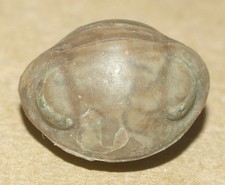RARE, Nileus armadillo Dalman, 1827 - Ordovician  trilobite from Russia picture