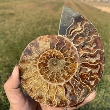 TOP 300G+Natural Ammonite Fossil Conch Crystal Specimen Reiki Healing Gift 1pc picture