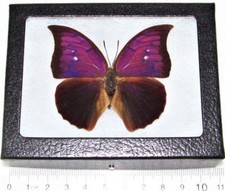 Anaea tyrianthina pink purple butterfly Peru RARE FRAMED picture